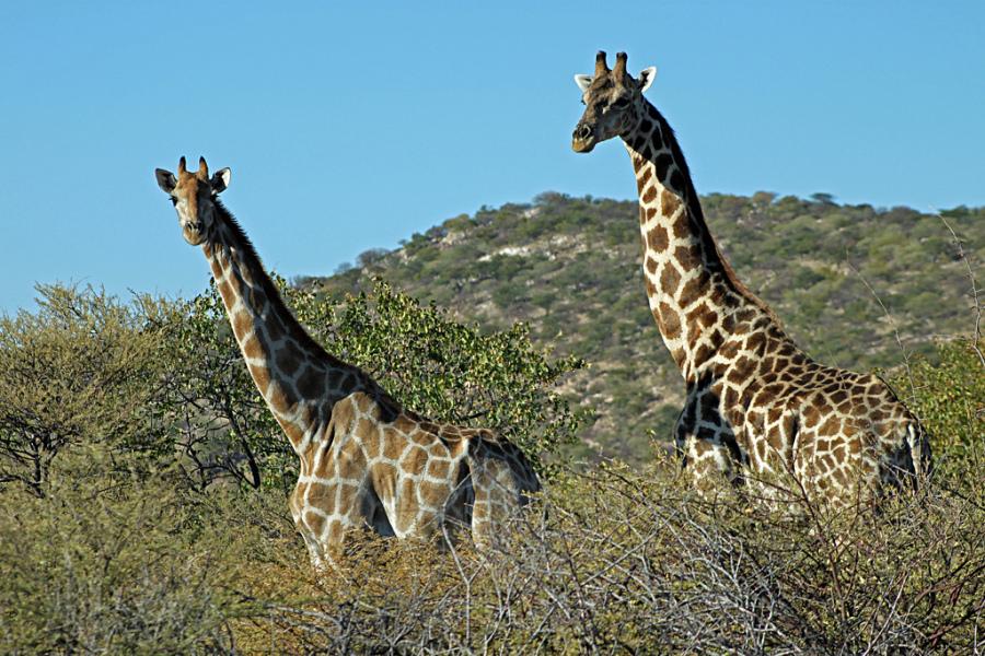 Being a giraffe, like being a tall person, has both advantages and disadvantages.