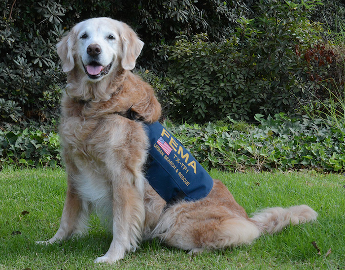 Pet of the Week: Bretagne, Last Living 9/11 Rescue Dog