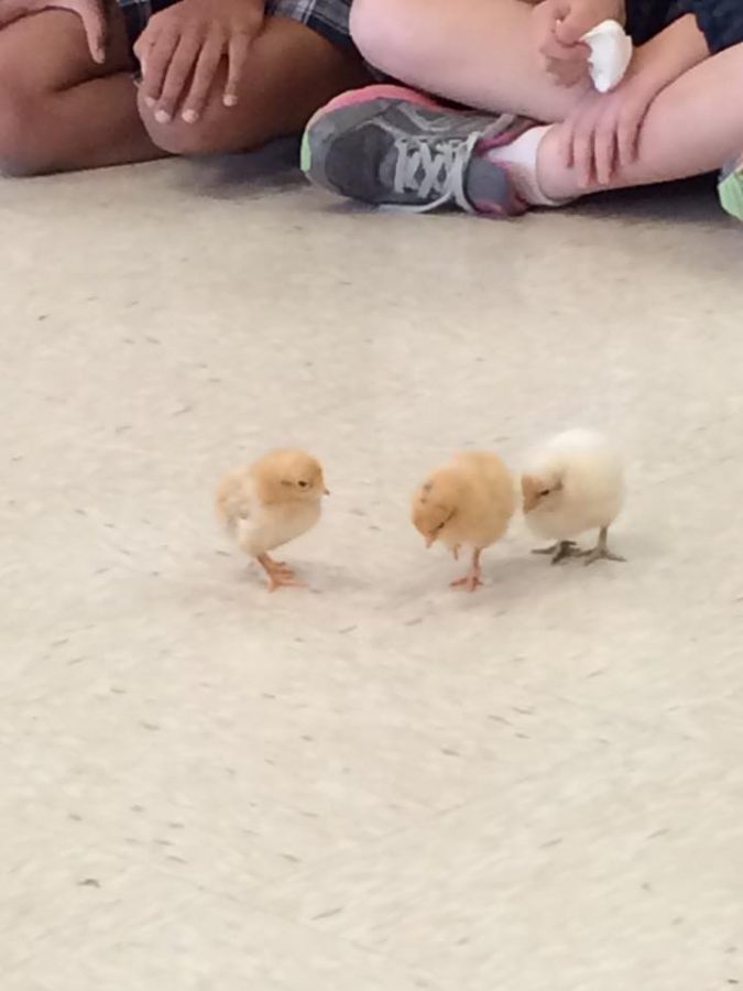 The Baby Chicks