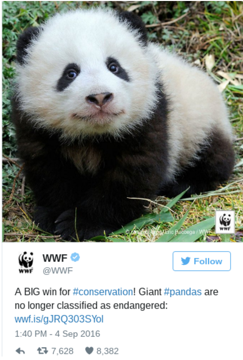 Hope for the Giant Pandas