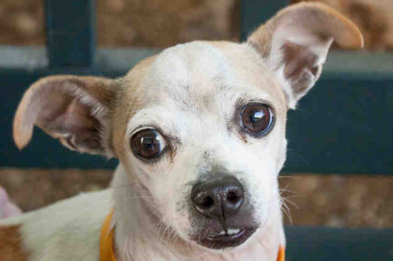 Pet of the Week: Cisco