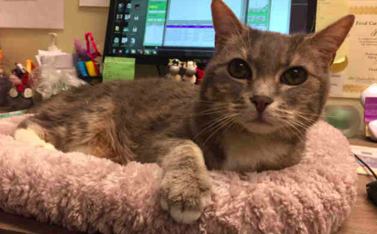 Pet of the week: Princess