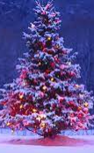 The Origins of Christmas Trees